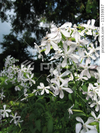 Soapwater vertical Soapwater vertical 11359937