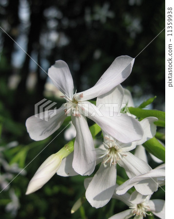 Soap wort flower length Soap wort flower length 11359938