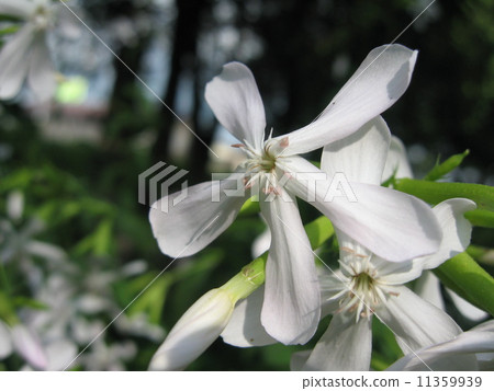 Soap wort flower beside Soap wort flower beside 11359939