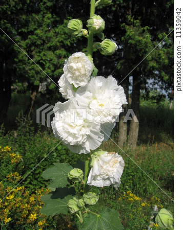 White Hollyhock 2 11359942