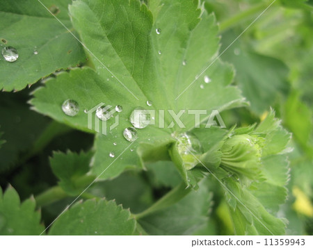 Water droplets of Alchemilla Morris 11359943