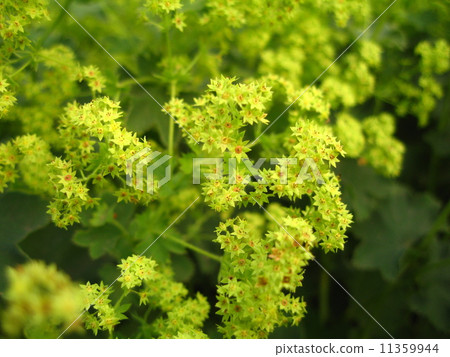 Horizontal flower of Alchemilla Morris 11359944