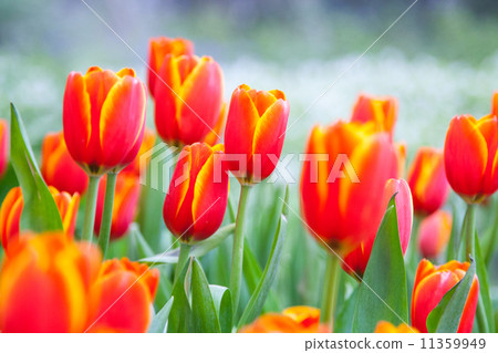 Tulips in the garden Tulips in the garden 11359949