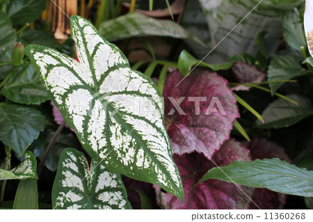 Karadayamu Karadayamu 11360268