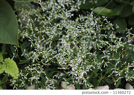 Euphorbia · Diamond · Frost Euphorbia · Diamond · Frost 11360272