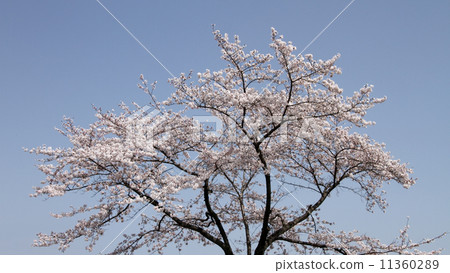 櫻花 櫻花 11360289