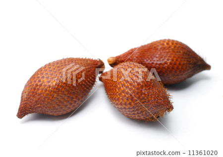 Salak Palm, Salacca wallichiana Salak Palm, Salacca wallichiana 11361020