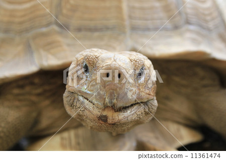 African spurred tortoise 11361474