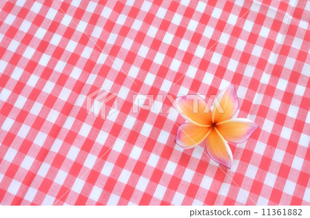 Frangipani flower on red checkered cloth Frangipani flower on red checkered cloth 11361882