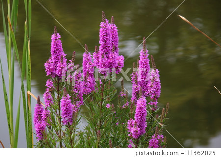 Ezomisohagi 11362025