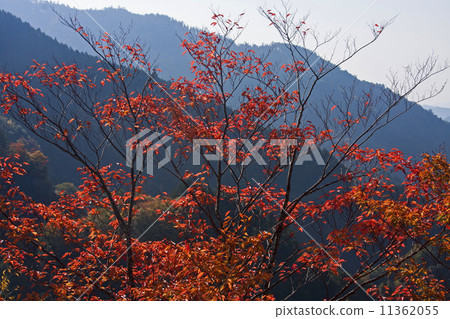 Autumn leaves of Ryujin Takano 11362055