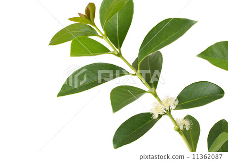 Yellow Strawberry Guava Flowers Yellow Strawberry Guava Flowers 11362087