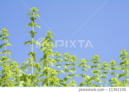 便士皇家薄荷葉與藍天后面 便士皇家薄荷葉與藍天后面 11362100