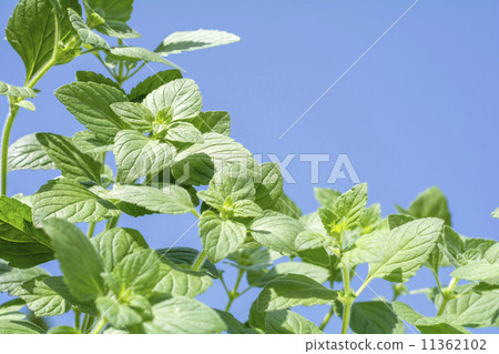 Calaminsa葉子與藍天的 Calaminsa葉子與藍天的 11362102