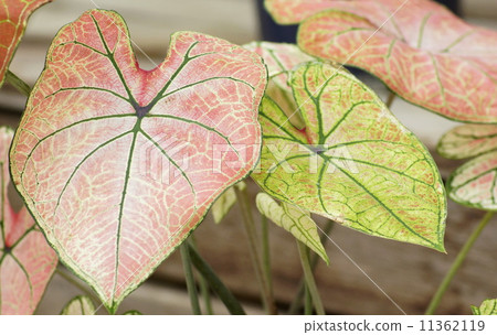 Karadjium 02 11362119