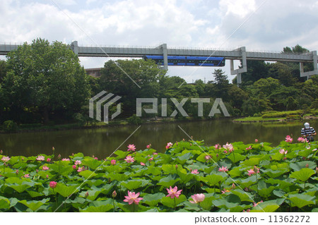 千葉公園的Oga蓮花 11362272