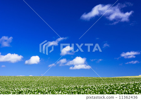 Potato Field and Clouds in Bihoro Town 11362436