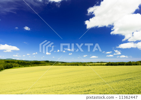Wheat field and clouds in Bihoro Town 11362447