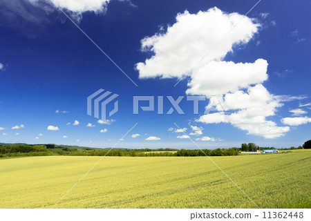 Wheat field and clouds in Bihoro Town 11362448
