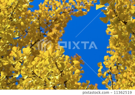 Yellow leaves of ginkgo biloba 11362519
