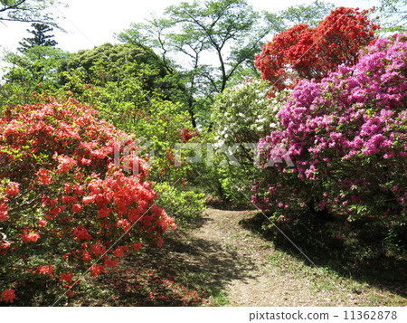 杜鵑花盛開的野田市的清水公園（杜鵑花） 11362878