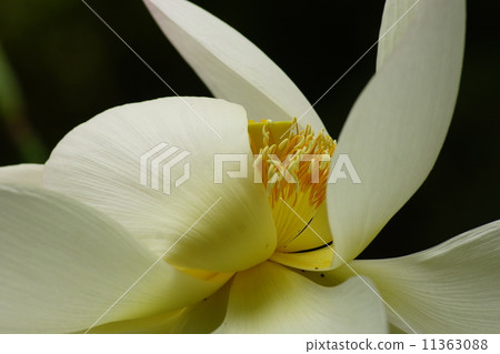 White lotus flower White lotus flower 11363088