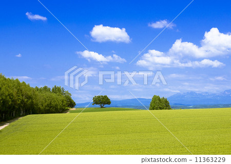 Hill City Biei Country Scenery Hill City Biei Country Scenery 11363229