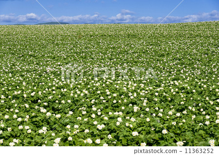Potato field in Bihoro cho 11363252