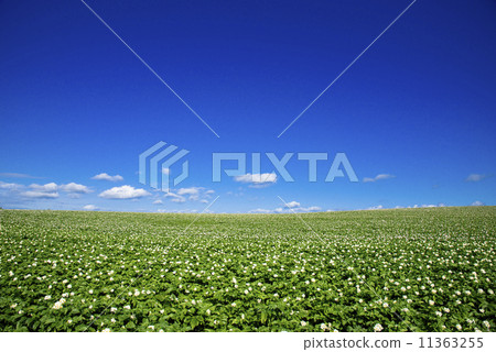 Potato Field and Clouds in Bihoro Town 11363255
