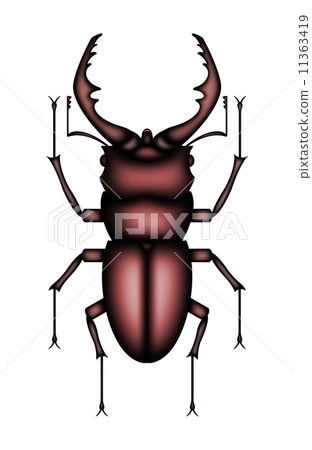 Saw Palmetto Male Saw Palmetto Male 11363419