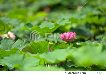 蓮花 蓮花 11363476