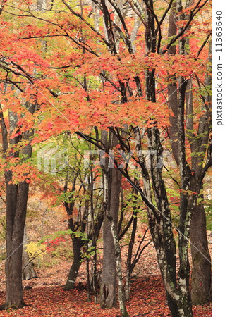 Kinu autumn forest Kinu autumn forest 11363640