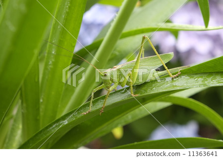 Grasshopper Grasshopper 11363641