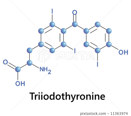 triiodothyronine 11363974