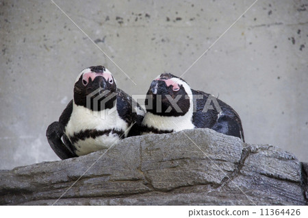 Sunshine Aquarium | Cape Penguin 11364426