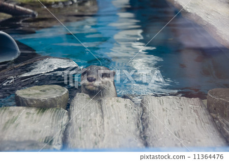 陽光水族館| Kotumeka Owasso 11364476