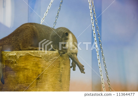 陽光水族館| Kotumeka Owasso 11364477