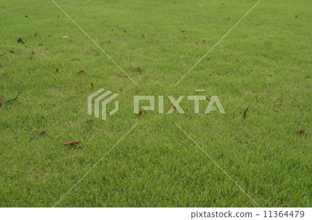 雨草坪 11364479