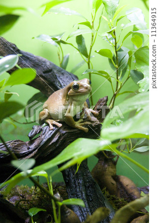 Sunshine Aquarium | Rust Tomato Frog 11364915