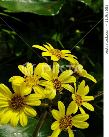 Tsuwabuki series 11365682