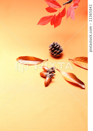 Image of autumn 11365841