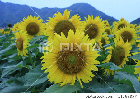 向日葵田 11365857