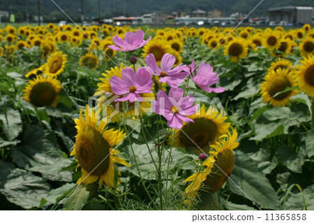 向日葵田 11365858