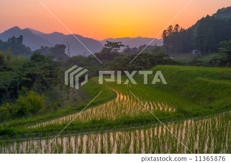 Terraced rice fields at dusk Terraced rice fields at dusk 11365876