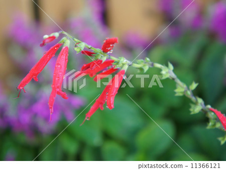 Salvia elegance 11366121