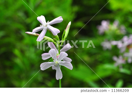 Thorpeat Thorpeat 11366209