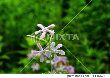 Thorpeat Thorpeat 11366212