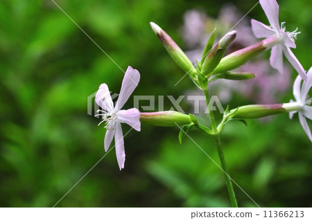 Thorpeat Thorpeat 11366213