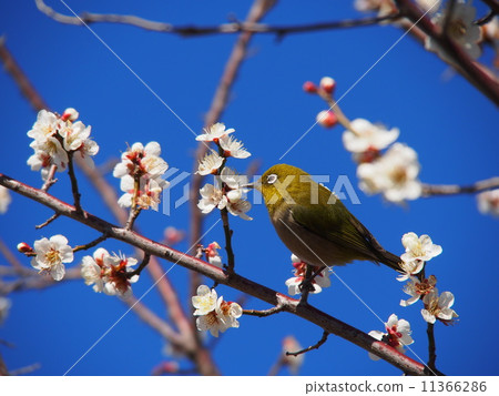 Melanella被李子包圍 11366286