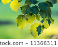 Green leaves of hazel 11366311